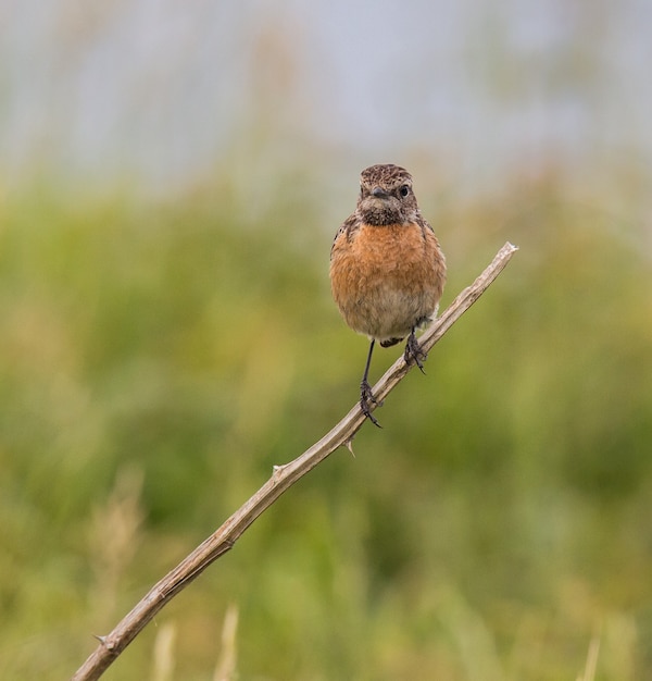 premium-photo-small-birds-of-different-colors-and-different-songs