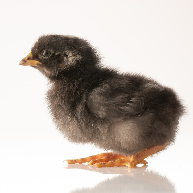 Premium Photo Small Black Little Chicken On White