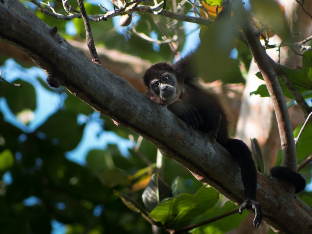 森の木の枝で休んで小さな黒い猿 無料の写真
