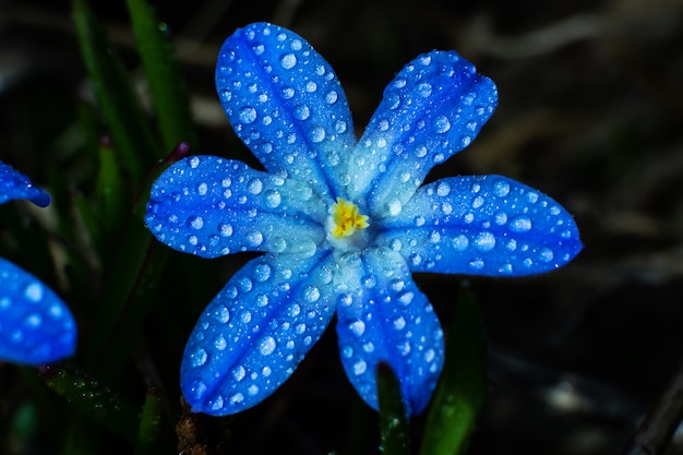 Premium Photo Small Blue Wild Flower In Drops Of Water Close Up On A Dark