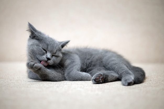 british shorthair cat plush