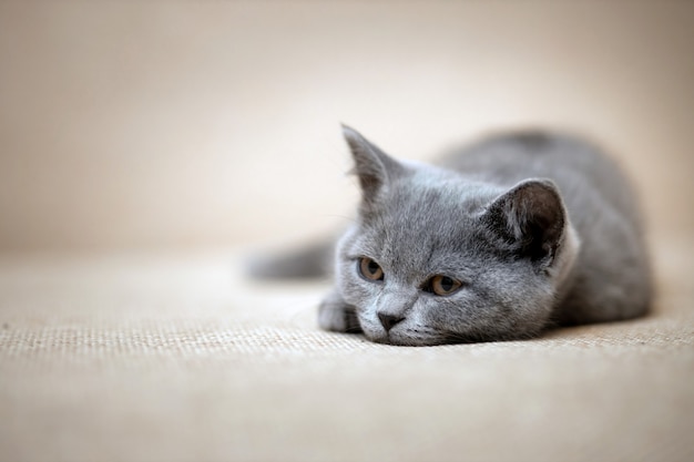 british shorthair cat plush