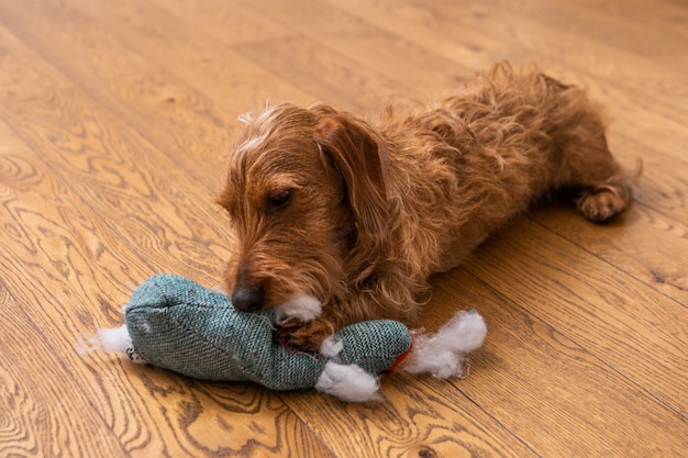 soft wire haired dachshund