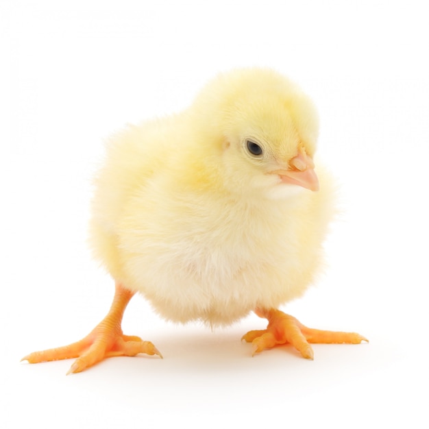 Premium Photo | Small chicken isolated