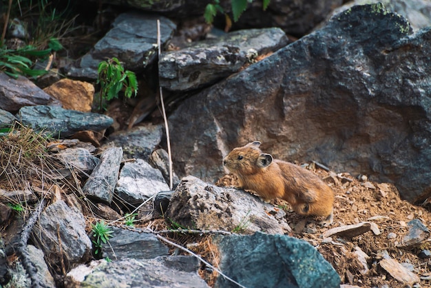 カラフルな岩だらけの丘の上の小さな好奇心旺盛な動物 プレミアム写真
