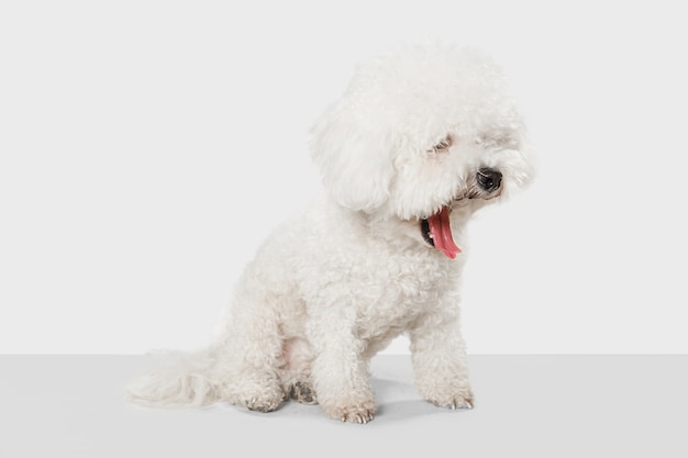 白い壁に隔離されたポーズの小さなかわいい犬ビションフリーゼ 無料の写真