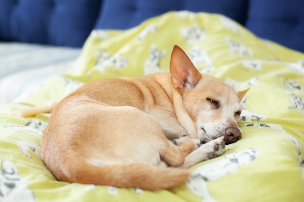 毛布で晴れた日にベッドで休んで小さなかわいい疲れたチワワ犬 ペットのお手入れ ソファで朝寝ている犬の肖像画 疲れている または退屈している うつ病 退屈 犬は飼い主を待っています プレミアム写真
