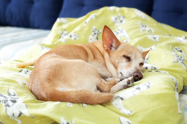 毛布で晴れた日にベッドで休んで小さなかわいい疲れたチワワ犬 ペットのお手入れ ソファで朝寝ている犬の肖像画 疲れている または退屈している うつ病 退屈 犬は飼い主を待っています プレミアム写真