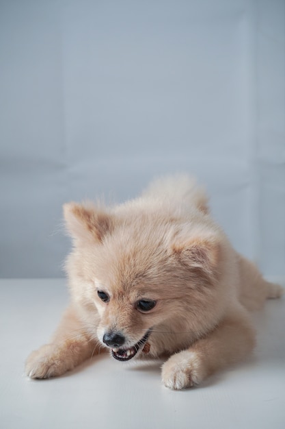 小型犬の品種または茶色の毛のクラウチまたは横になって白いテーブルでいくつかのおやつを食べるポメラニアン プレミアム写真