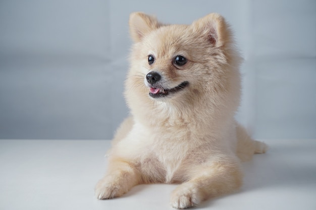 小型犬の品種または茶色の毛のしゃがみまたは白いテーブルに横たわっているポメラニアン プレミアム写真