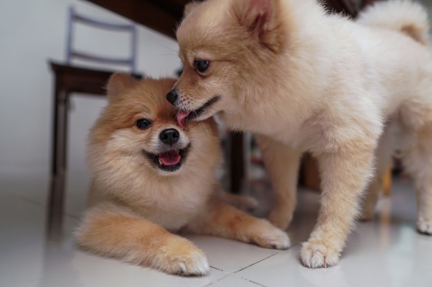 小さな犬種または茶色の髪のなめとポメラニアンのなめるとリビングルームと床に横たわっている他のものに立っています プレミアム写真