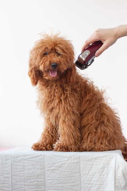 Premium Photo A Small Dog A Miniature Poodle Of Red Brown Color Fluffy Shaggy With Long Hair Sits On A White Surface Above Him With A Hand With A Clipper Grooming