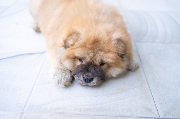 小型犬子犬ペット かわいい小さなチャウチャウ プレミアム写真