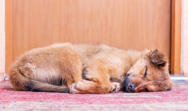 Premium Photo Small Dog Sleeping Under The Door Of His Master S Room