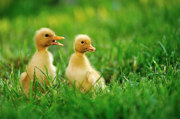 Premium Photo | Small duck on the background of green grass