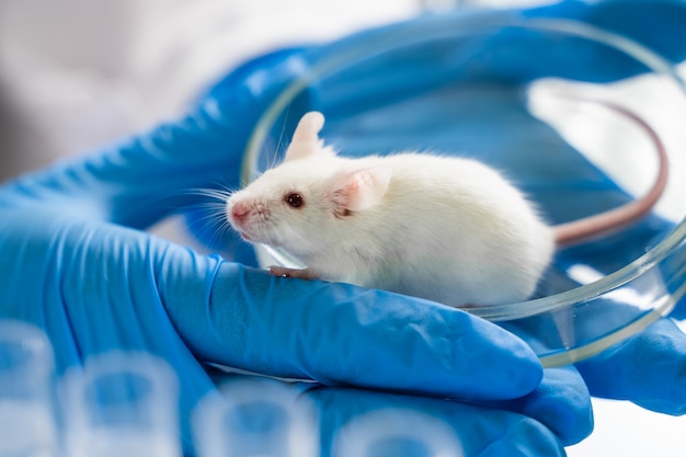 実験用の小さなマウスが実験室の研究者の手に プレミアム写真