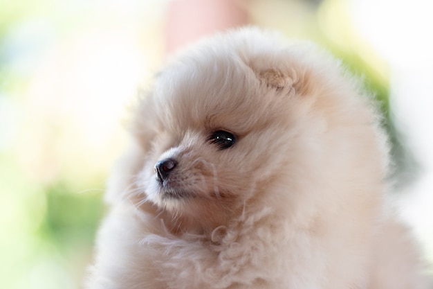 Premium Photo | Small fluffy light brown pomeranian puppy dog looking