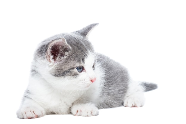 白い背景の上の小さな灰色と白の子猫 プレミアム写真