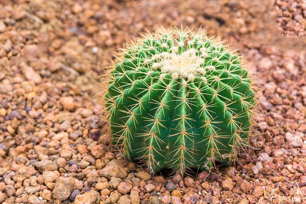 Premium Photo | Small green cactus in desert garden.