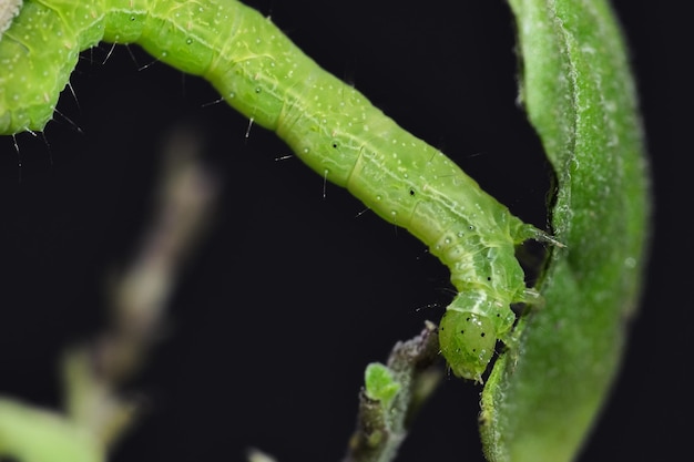 Premium Photo | Small green caterpillar called false looper ...