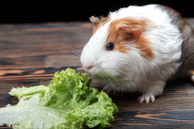guinea pigs eat lettuce