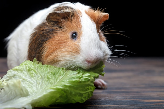 guinea-pig-san-diego-zoo-animals-plants