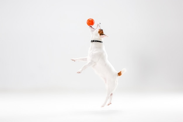 Small jack russell terrier on white Free Photo