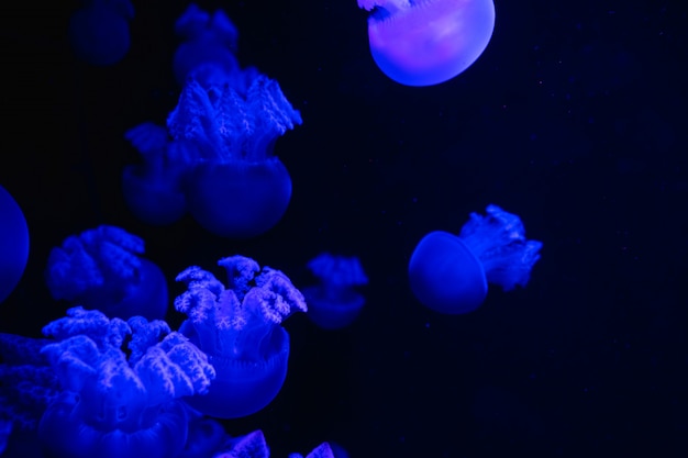 Small Jellyfishes Illuminated With Blue Light Swimming In Aquarium