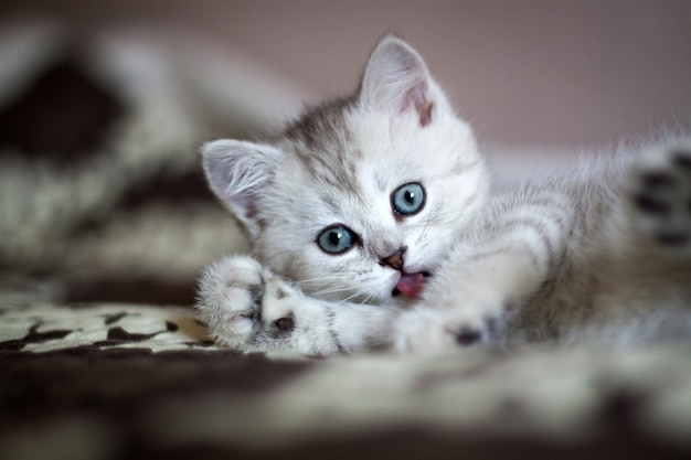 Premium Photo | Small kitten licks its paw