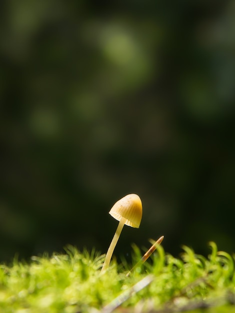 Premium Photo | Small lamellar mushroom on a green moss in a forest ...