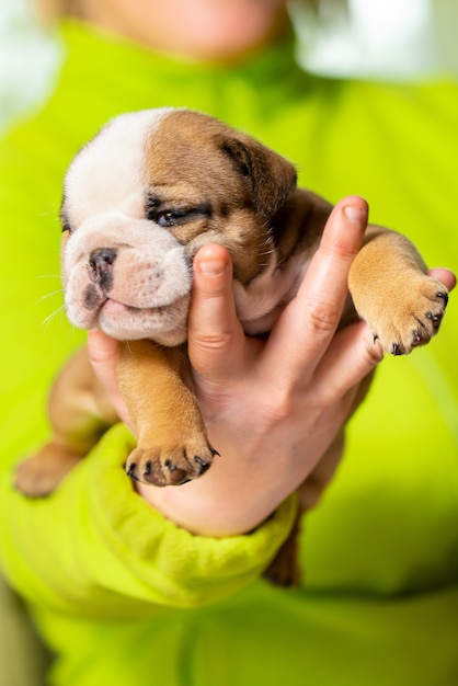 小さな、小さな英語ブルドッグの子犬、赤ちゃん、新生児の女性の手で プレミアム写真