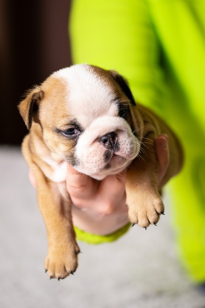 Premium Photo Small Little English Bulldog Puppy Baby Newborn In Woman Hand