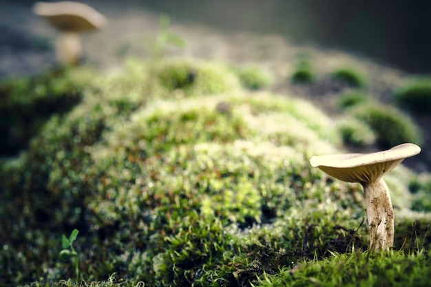 Premium Photo | Small mushroom in the foreground with another mushroom