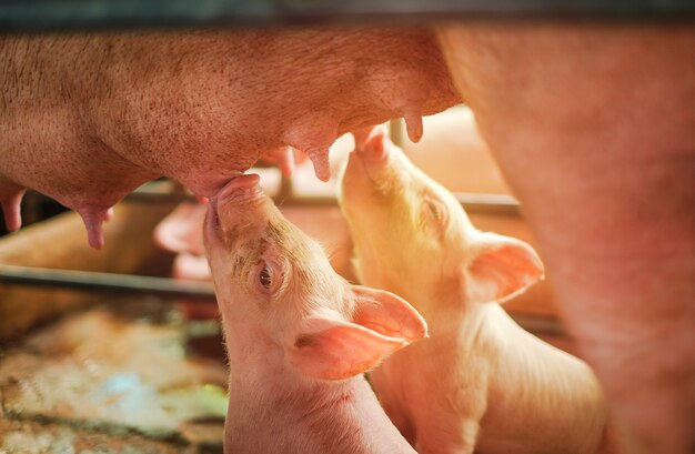 Premium Photo Small Piglet Drinking Milk From Breast In The Farm
