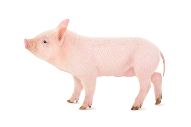 Premium Photo | Small pink pig on white