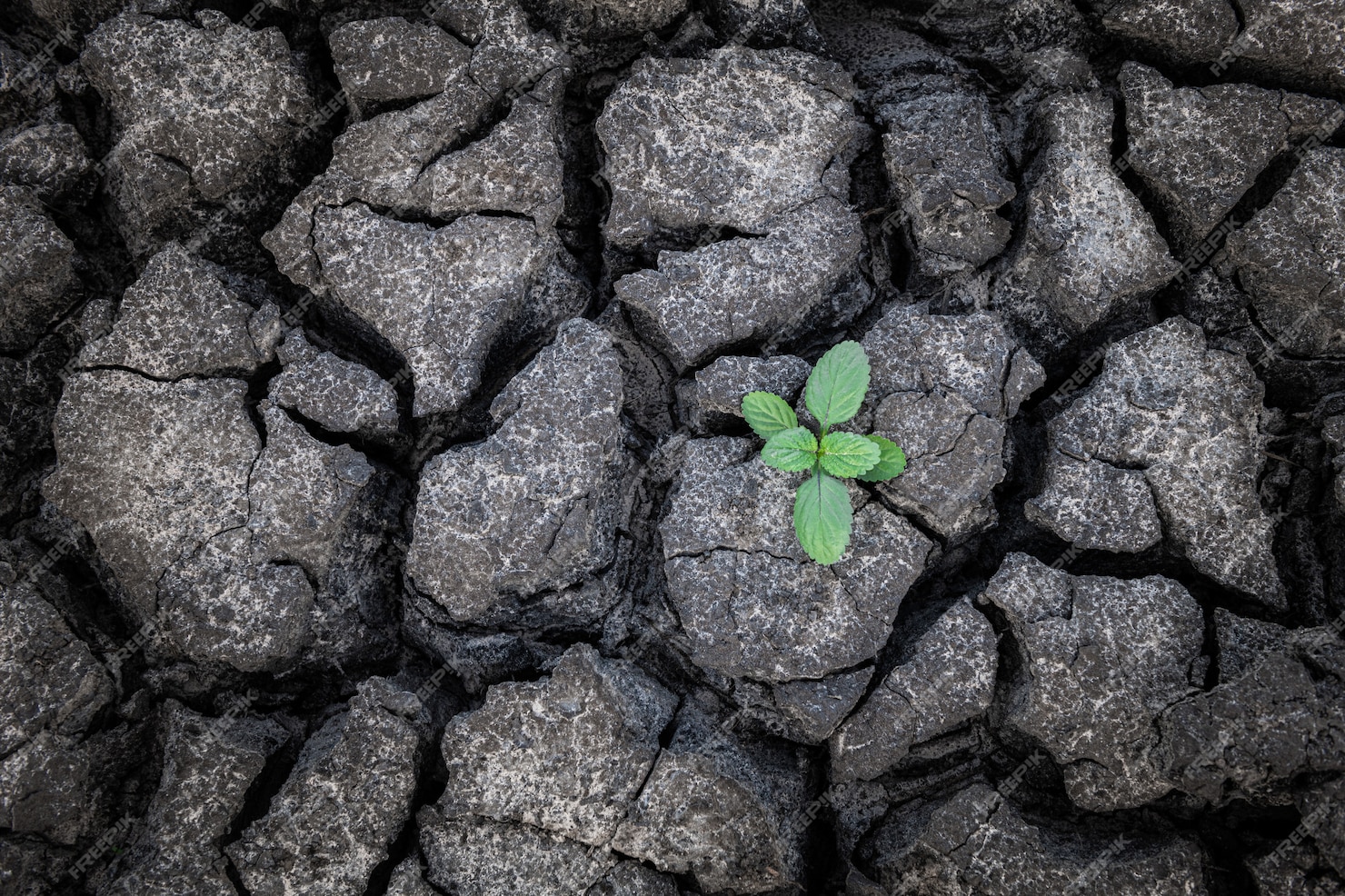 Premium Photo Small plant growing up from cracked and dry mud.