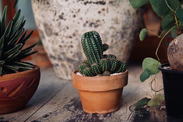 素朴な木製の庭の背景に土鍋で小さな鉢植えのサボテン屋内観葉植物 プレミアム写真