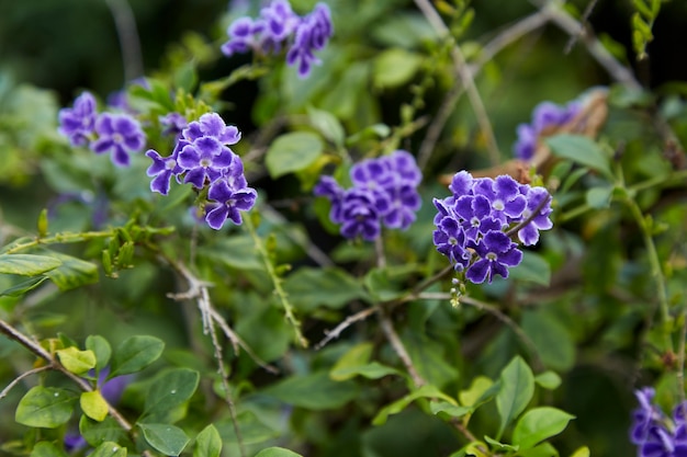 Green Leaf With Purple Flowers Wallpaper Azalea Green