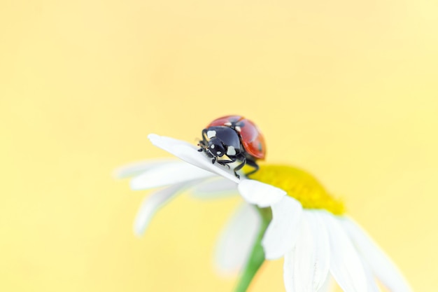 デイジーの花の小さな赤いてんとう虫がクローズアップ プレミアム写真