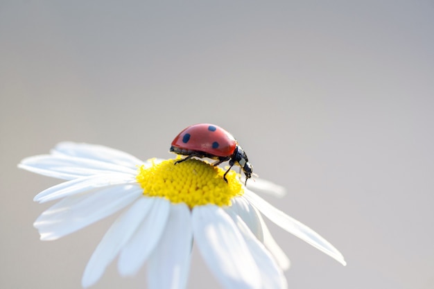 デイジーの花の小さな赤いてんとう虫がクローズアップ プレミアム写真