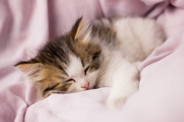 Premium Photo | A small sleeping kitten in bed, close-up. fluffy ...