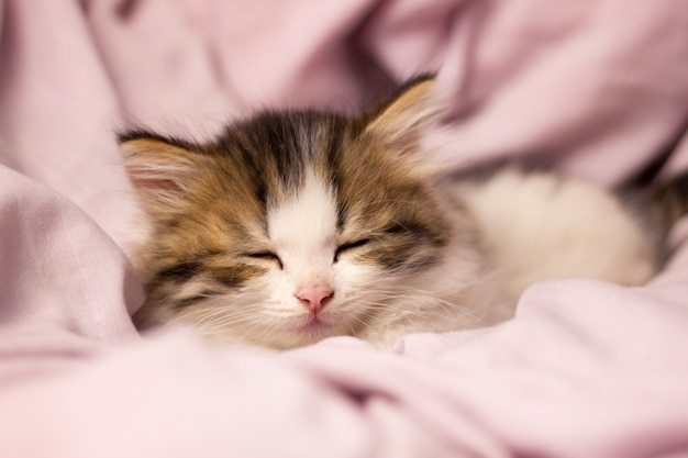 Premium Photo | A small sleeping kitten in bed, close-up. fluffy ...