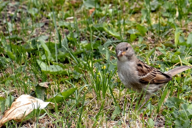 食べ物を探して草の夏の小さなスズメ1 プレミアム写真