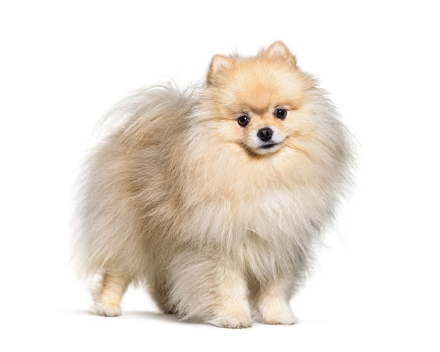 Premium Photo | Small spitz dog standing, isolated