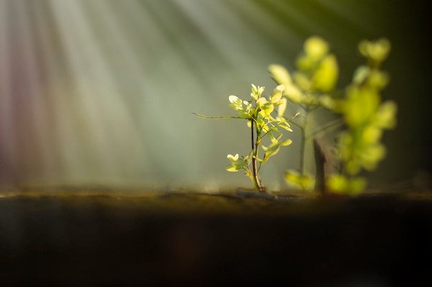 Premium Photo | A small tree is growing under the light