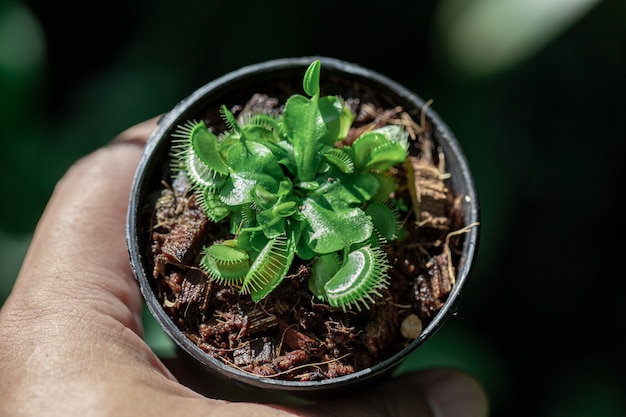 small fly trap