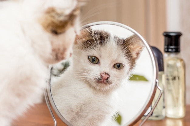 Premium Photo A Small White Kitten Looks In The Mirror Reflection Cat S In The Mirror