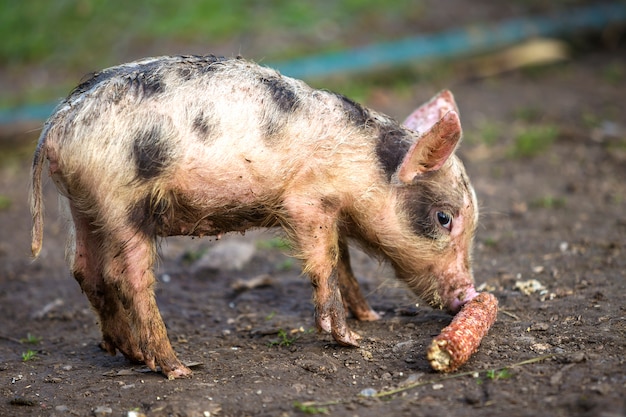 日当たりの良い農場で屋外に立っている小さな若い面白い汚いピンクと黒豚の子豚 種まき農業 自然食品生産 プレミアム写真