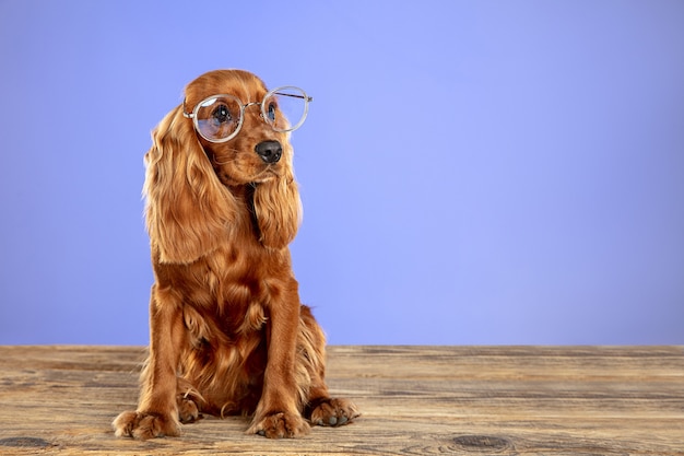 Umnyj I Unikalnyj Anglijskij Koker Spaniel Molodaya Sobaka Poziruet Milaya Igrivaya Korichnevaya Sobachka Ili Domashnee Zhivotnoe Sidit Na Derevyannom Polu Izolirovannom Na Sinem Fone Ponyatie Dvizheniya Dejstviya Dvizheniya Lyubvi Domashnih Zhivotnyh Premium