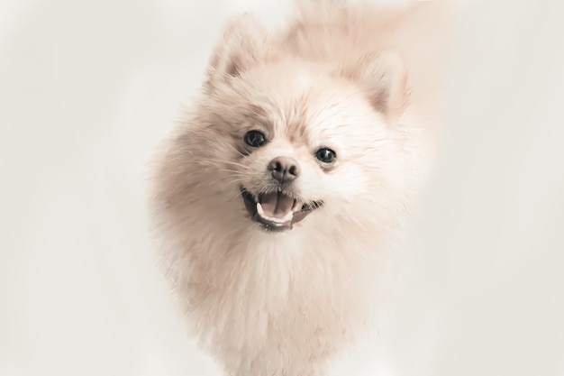 白い背景上に分離されて笑顔のクリームポメラニアン子犬 プレミアム写真